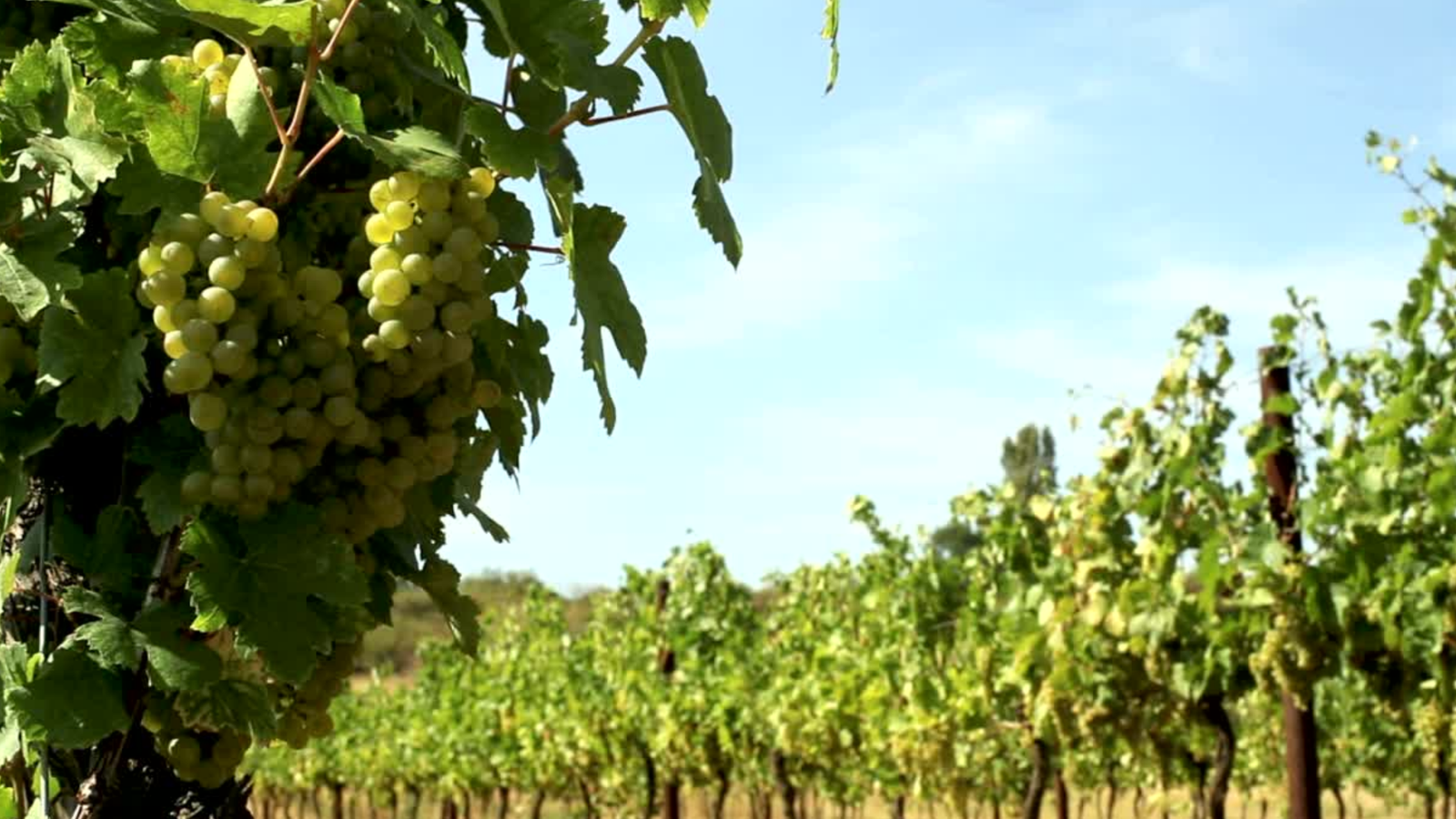 Viñedos de la Denominación de Origen Rias Baixas